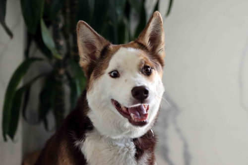 picture of the dog needing adoption