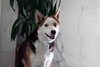 Beans - Photo 9
