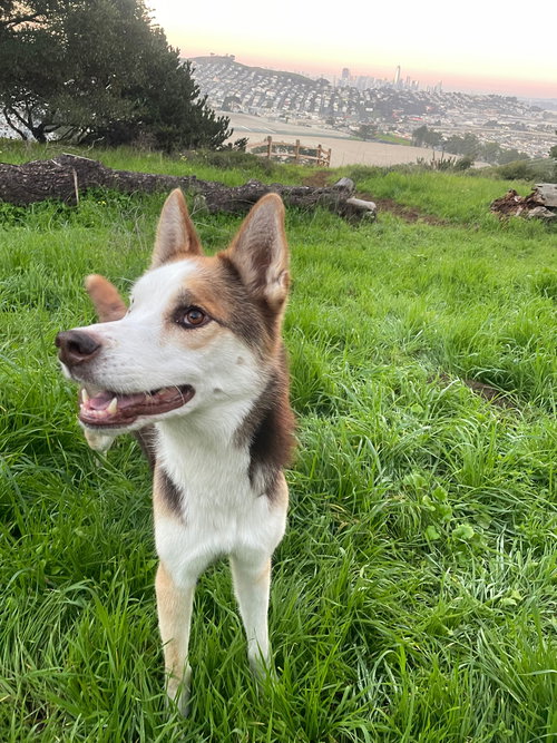 BEANS - Siberian Husky available for adoption