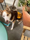 Beans - Photo 4