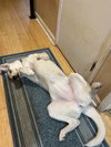 Haida - Photo 2