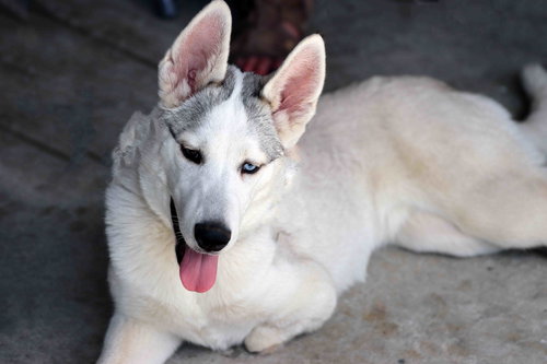 picture of the dog needing adoption