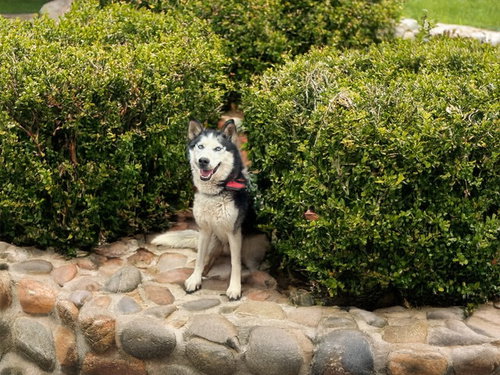 picture of the dog needing adoption