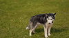Franklin - Photo 9