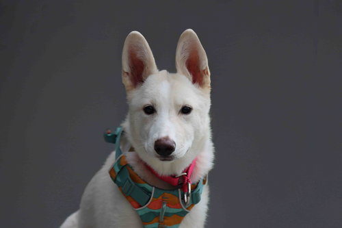 picture of the dog needing adoption