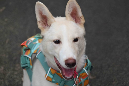 LA FORZA - Siberian Husky / German Shepherd Dog available for adoption