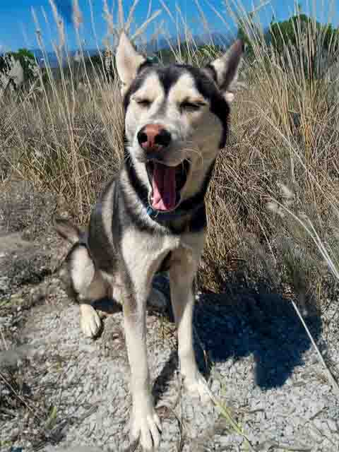 picture of the dog needing adoption