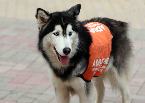 TUXEDO - Siberian Husky available for adoption