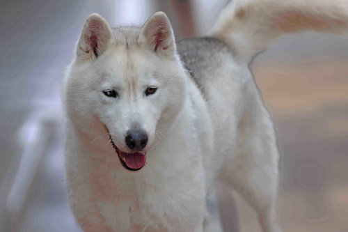 WINTER - Siberian Husky available for adoption