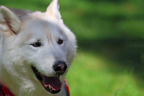 Winter, an adoptable Siberian Husky in Walnut Creek, CA