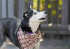 Leona - Photo 9