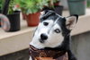 Leona - Photo 5