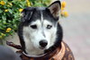 Leona - Photo 6