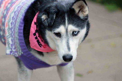 LEONA - Siberian Husky available for adoption