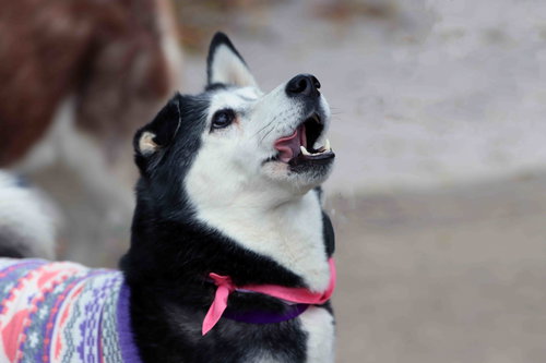 LEONA - Siberian Husky available for adoption