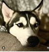 Ziggy - Photo 14