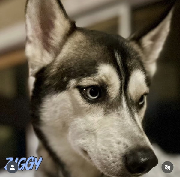 Ziggy