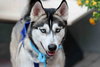 Ziggy - Photo 6