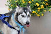 Ziggy - Photo 7