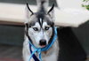 Ziggy - Photo 8