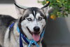 Ziggy - Photo 9