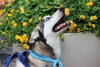 Ziggy - Photo 11