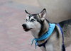 Ziggy - Photo 12