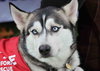 Ziggy - Photo 5