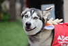 Ziggy - Photo 3