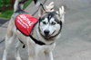 Ziggy - Photo 4