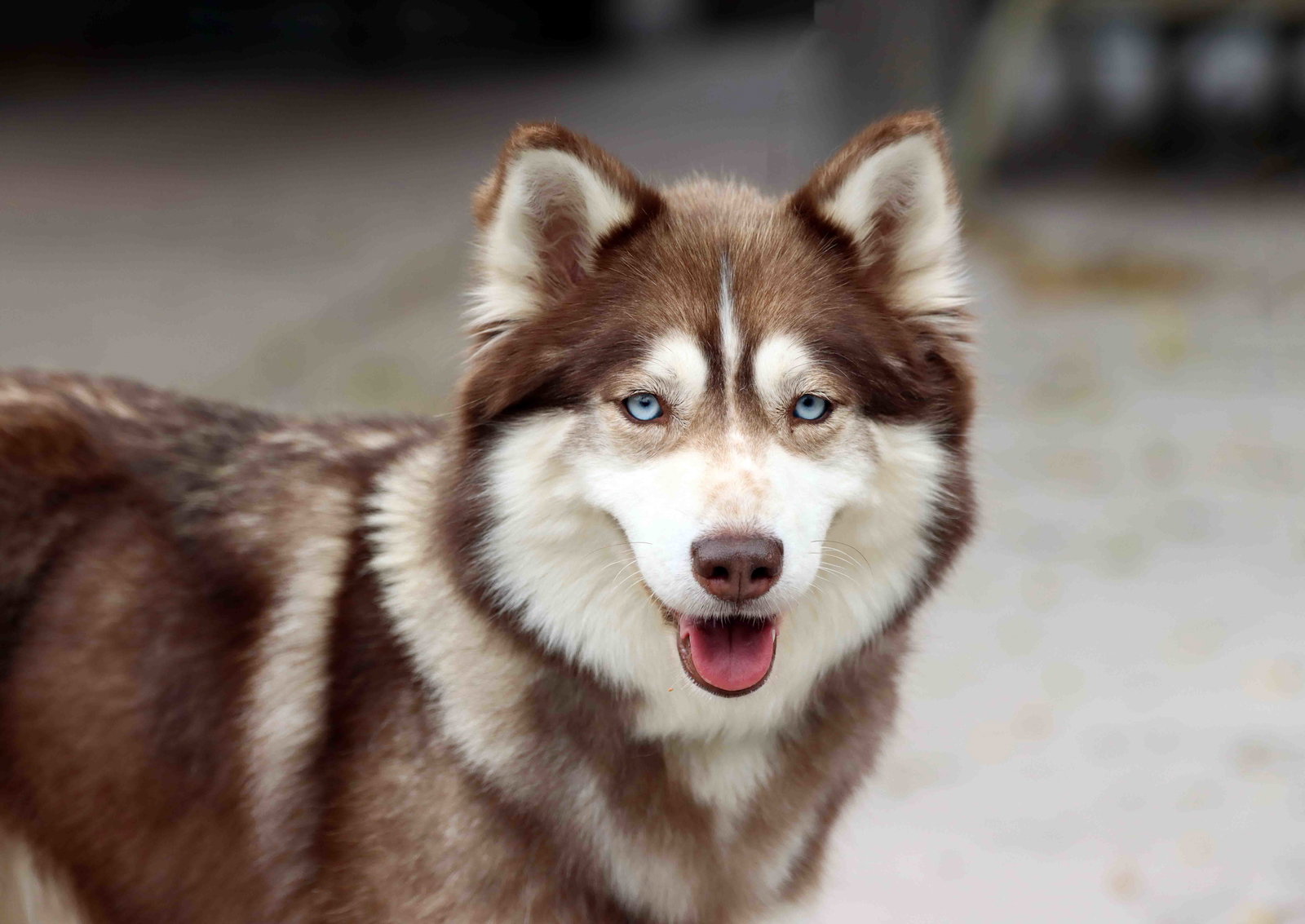 Charlie Image