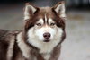 Charlie - Photo 2