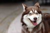 Charlie - Photo 4