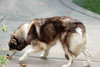 Charlie - Photo 5