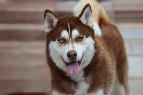 picture of the dog needing adoption