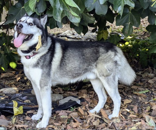 picture of the dog needing adoption