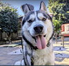 Buck - Photo 5