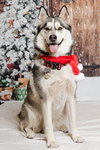 Buck - Photo 2