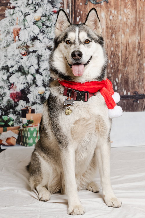 BUCK - Siberian Husky available for adoption
