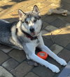 Buck - Photo 3