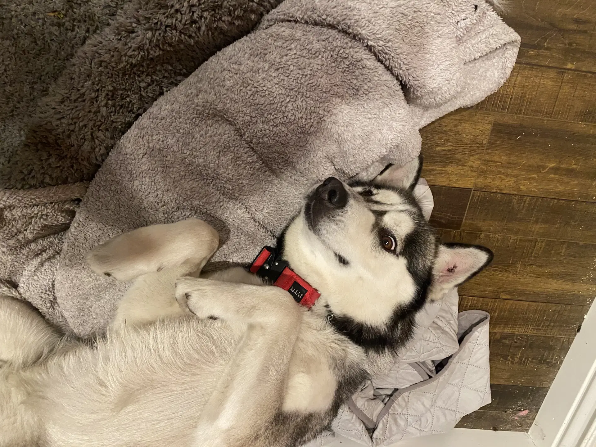 Buck - Husky/Malamute