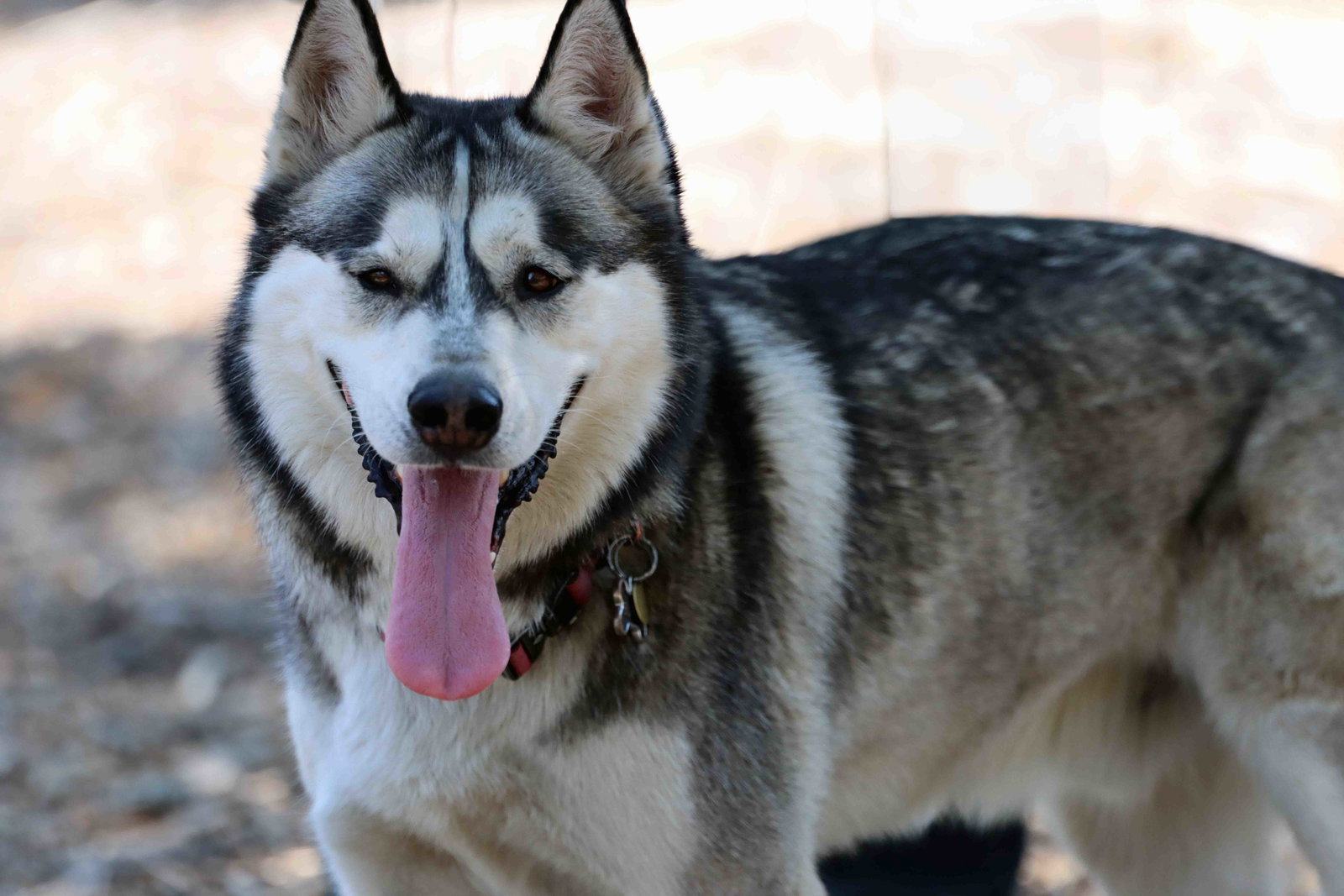 Buck, photo 14