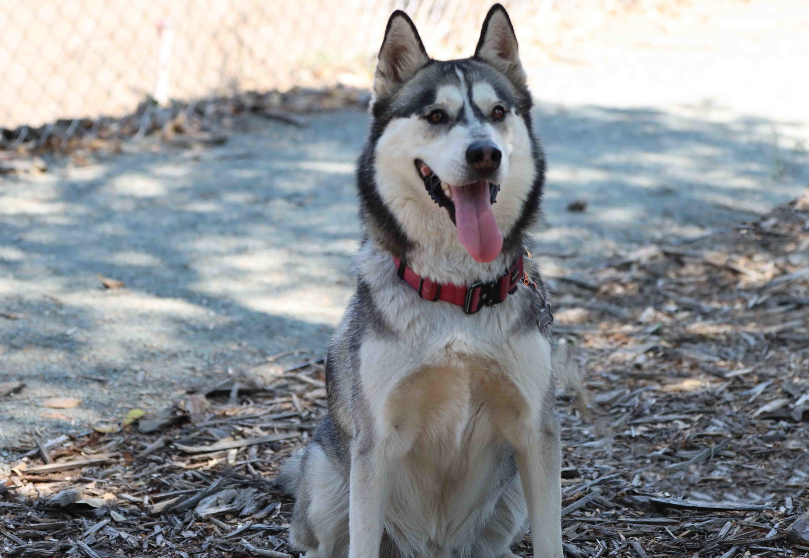 Buck, photo 15