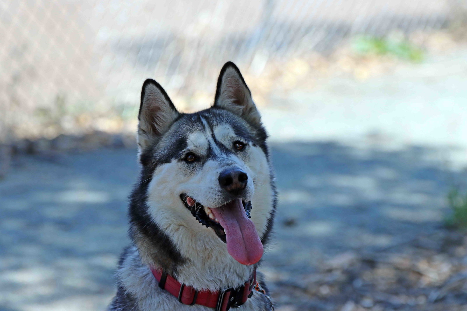 Buck, photo 16