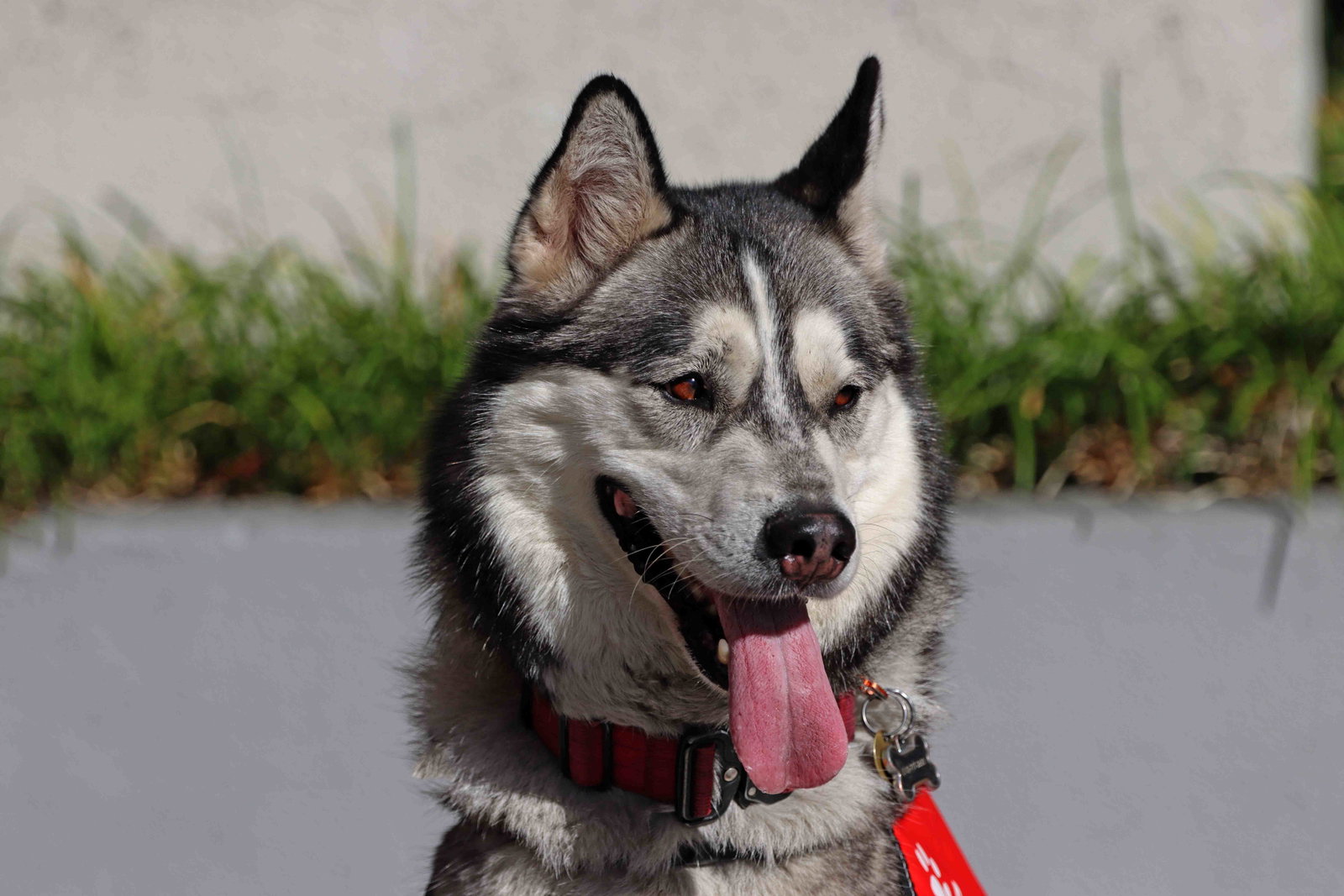 Buck, photo 6