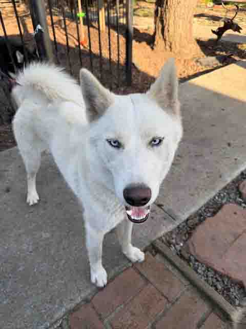 picture of the dog needing adoption