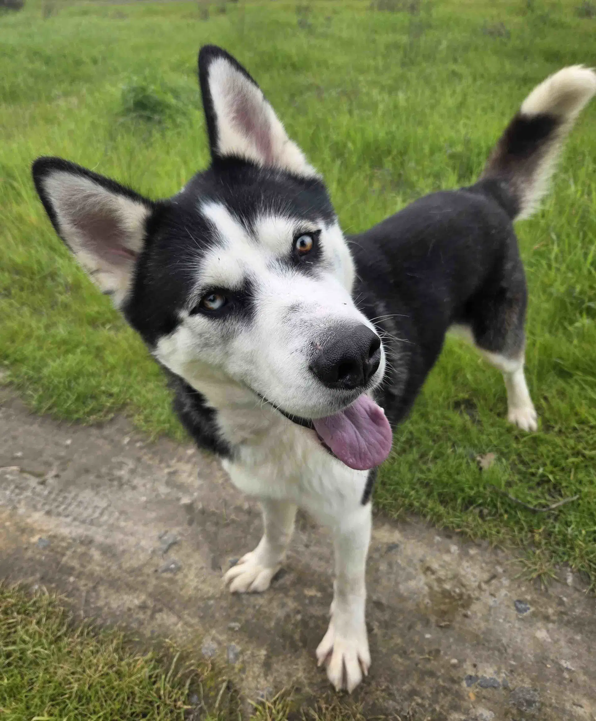 Auspicious - Siberian Husky