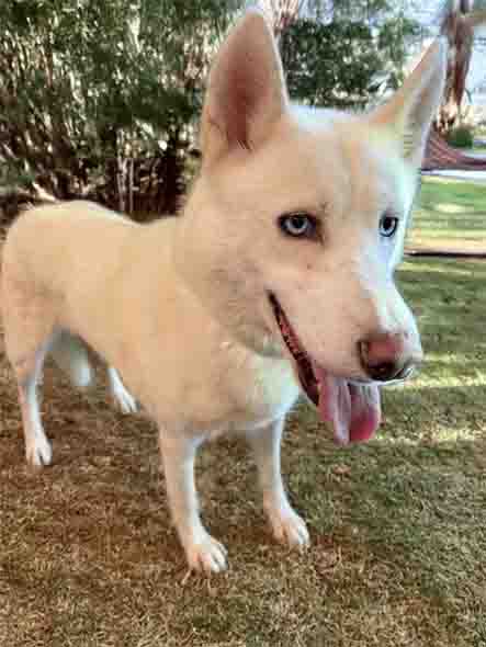picture of the dog needing adoption