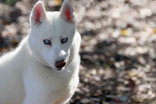 Perris, an adoptable Siberian Husky in Walnut Creek, CA
