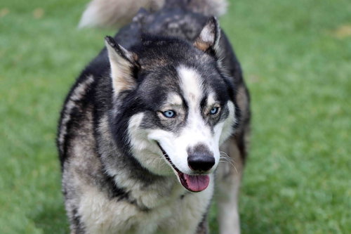 Miles, an adoptable Siberian Husky in Walnut Creek, CA